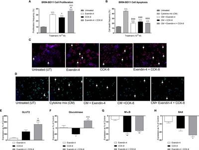 Benefits of Sustained Upregulated Unimolecular GLP-1 and CCK Receptor Signalling in Obesity-Diabetes